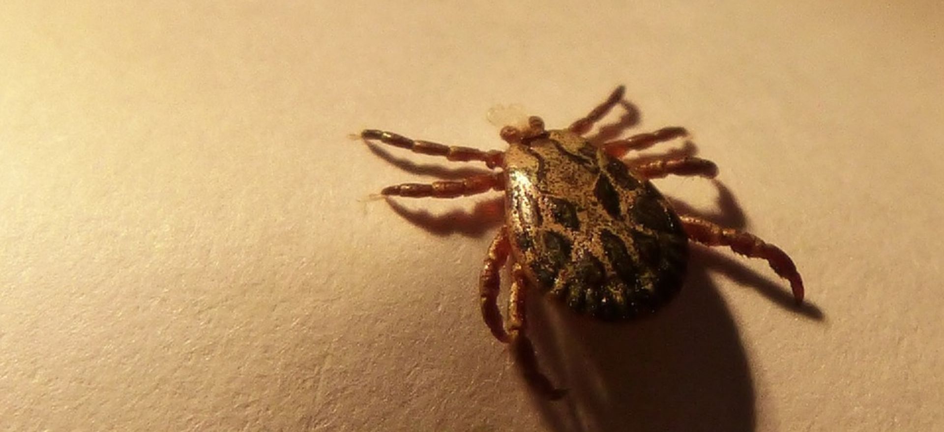 Spin Meelmijten Vogelmijten Bestrijden
